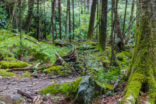 Tranquil Trails Print