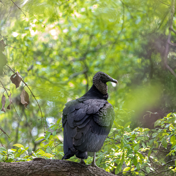Turkey Vulture Perched In A Tree by Aperture Adventure Delaney Van