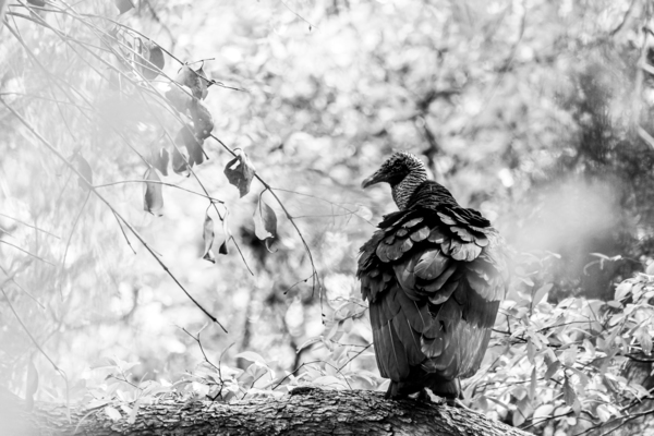 Turkey Vulture Perched In A Tree - B&W by Aperture Adventure Delaney Van
