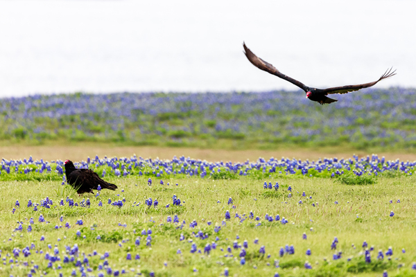 Turkey Vultures At Muleshoe Bend State Park by Aperture Adventure Delaney Van
