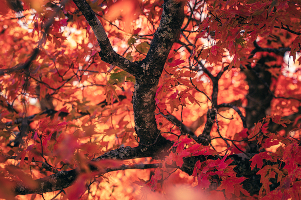 Vibrant Fall Tree Print