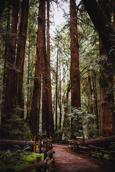 Walking Path in Muir Woods National Park Print