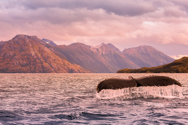 Whale Tail In the Mountains by Aperture Adventure Delaney Van