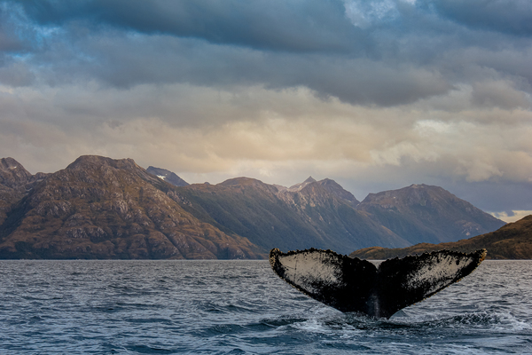 Whale Watching by Aperture Adventure Delaney Van