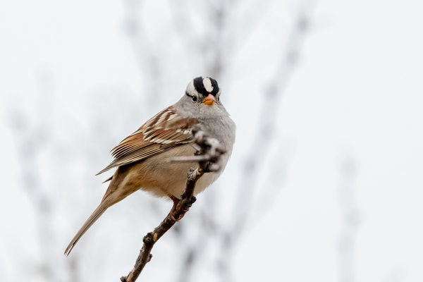 White Crowned Sparrow by Aperture Adventure Delaney Van