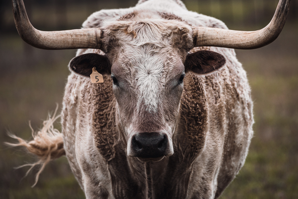 White Longhorn by Aperture Adventure Delaney Van
