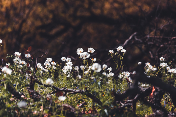 White Poppy Field by Aperture Adventure Delaney Van