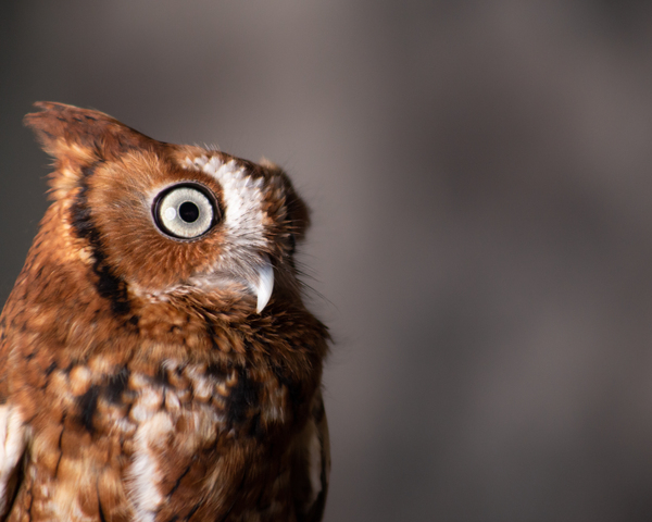Wildlife photograph of a Screech Owl by Aperture Adventure Delaney Van