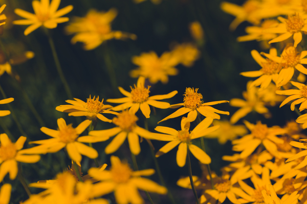 Yellow Huisache  Daisies With a Dark Green Background by Aperture Adventure Delaney Van