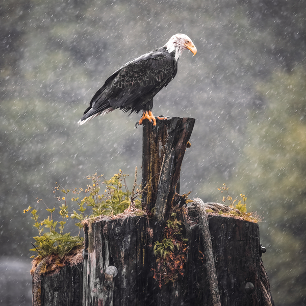 Bald Eagle in the Rain by Aperture Adventure Delaney Van
