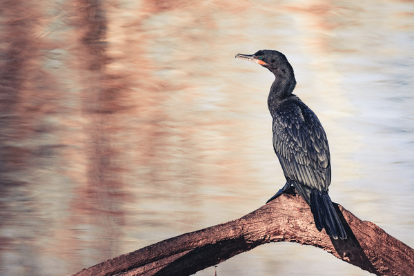 Neotropic Cormorant On Tree Branch by Aperture Adventure Delaney Van