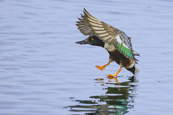 Duck In Flight Just Before Landing by Aperture Adventure Delaney Van