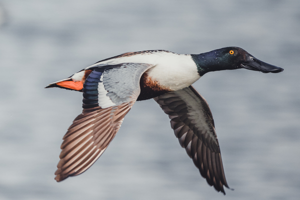Male Northern Shoveler in Flight by Aperture Adventure Delaney Van