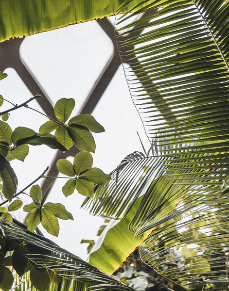 Green Foliage In A Conservatory by Aperture Adventure Delaney Van