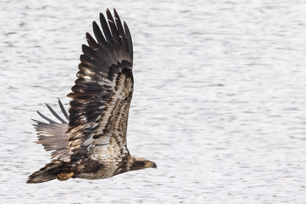 Eagle In Flight by Aperture Adventure Delaney Van