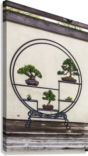 Bonsai Display from the United States National Arboretum Canvas Print