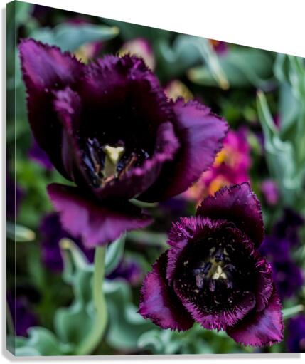 Purple Tulips Canvas Print