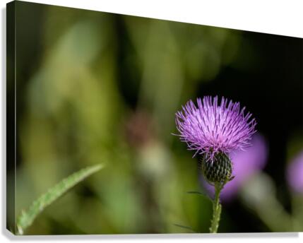 Purple Fluffy Spear Thistle Flower Canvas Print