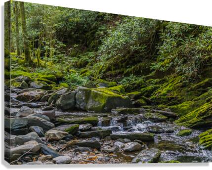 Alone With The Sounds of Running Water in Alum Cave Trail Canvas Print