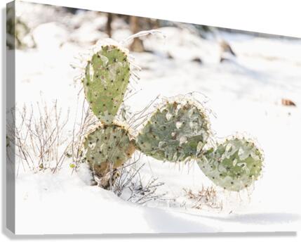Prickly Pear Cactus Covered In Ice  Canvas Print