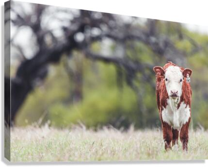 Calf in a field  Canvas Print