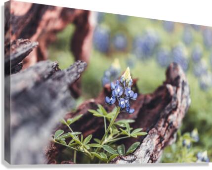 Driftwood Frames A Bluebonnet  Canvas Print