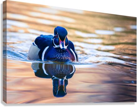 Wood Duck  Canvas Print