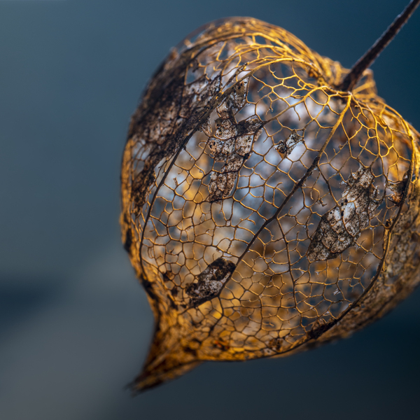 Still life of Japanese Lantern by BILAS