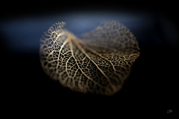 Still life of autumn by BILAS
