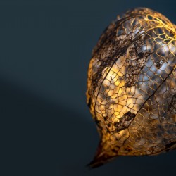 JAPANESE LANTERN II