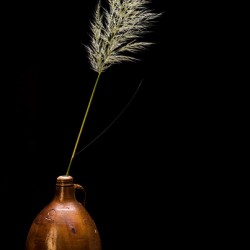 Still life with pottery and plume
