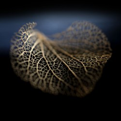 Still life of autumn
