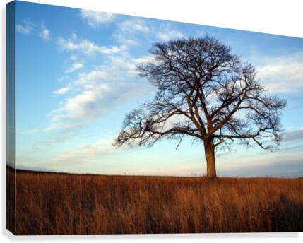 The Shubenacadie Tree Canvas Print