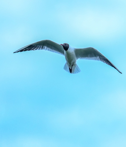 GLIDE