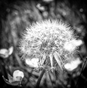 WISH