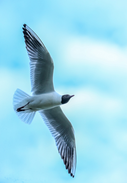 SOARING Print