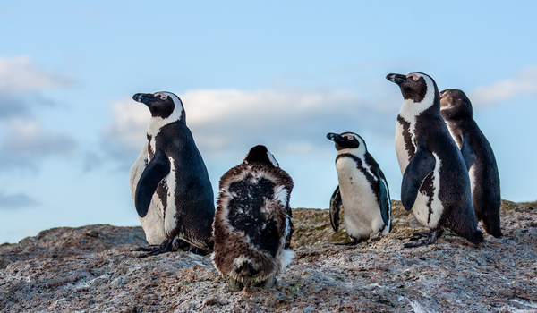 HAPPY FEET Print