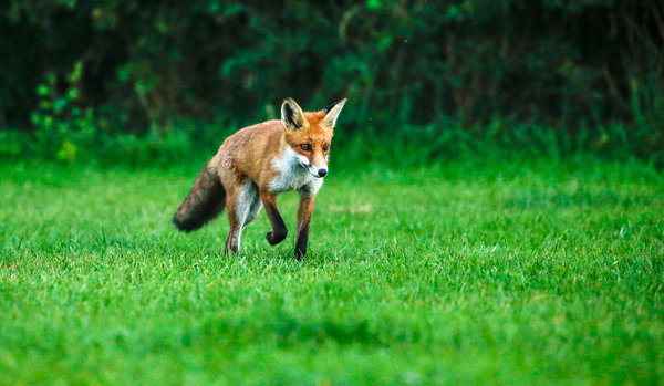 ON THE PROWL by BVR Photography