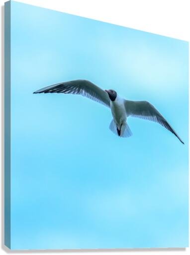 GLIDE Canvas Print