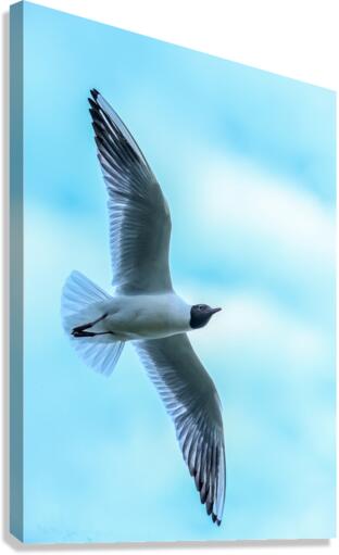 SOARING Canvas Print