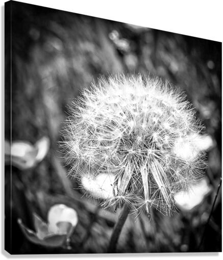 WISH Canvas Print