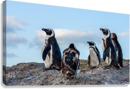HAPPY FEET Canvas Print