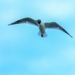 GLIDE