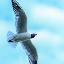 SOARING