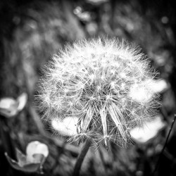 WISH
