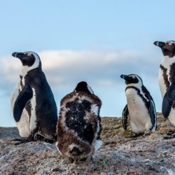 HAPPY FEET