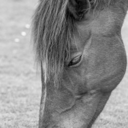 GRAZER