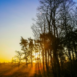 SHINNING THROUGH
