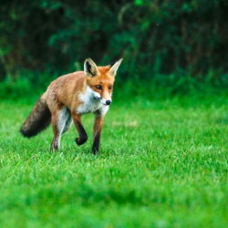 ON THE PROWL
