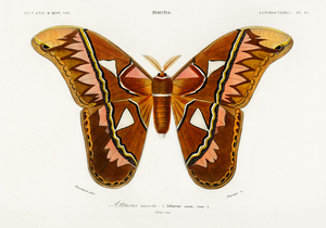 2969 Attacus Atlas Moth Attacus Aurora illustrate